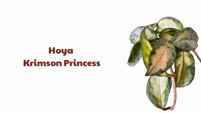 50+Kinds of Hoya Plants смотреть онлайн