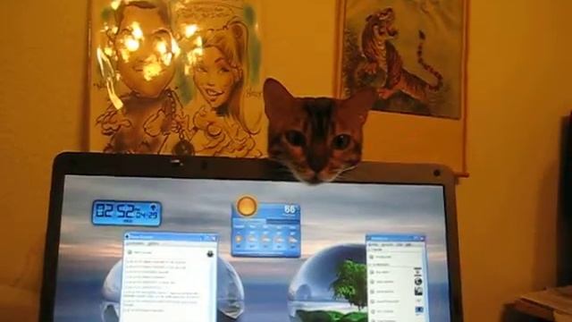 Simba, The Bengal Cat Desktop Widget смотреть онлайн