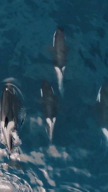 Orcas! The Killer whale! смотреть онлайн