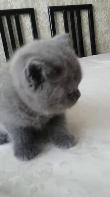 Шотландский мальчик.Ольга DOTI смотреть онлайн