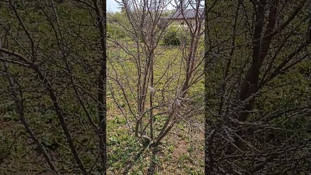 Майские заморозки. Всё пропало? смотреть онлайн