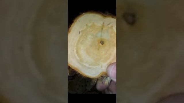 можжевельник хобби смотреть онлайн
