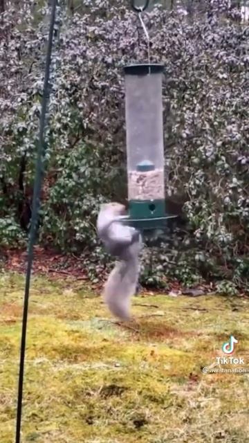 Топ видио.очень смешное ,очень милая белочка интересно бы взглянуть на все ее глазами смотреть онлайн