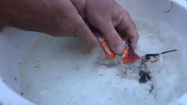 Hand spawning comet goldfish with shubunkin смотреть онлайн