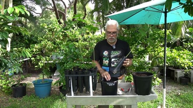 Transplanting Fruit Tree Seedlings смотреть онлайн
