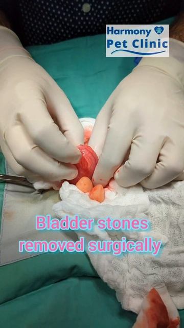 Urinary bladder stones removed surgically from a dog. смотреть онлайн