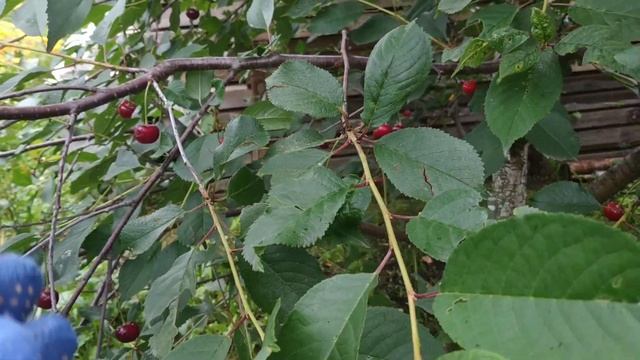 Стоит ли сажать дюки?Знакомство с моими дюками