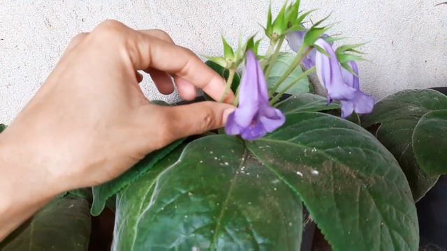 Gloxinia, veja essas dicas смотреть онлайн