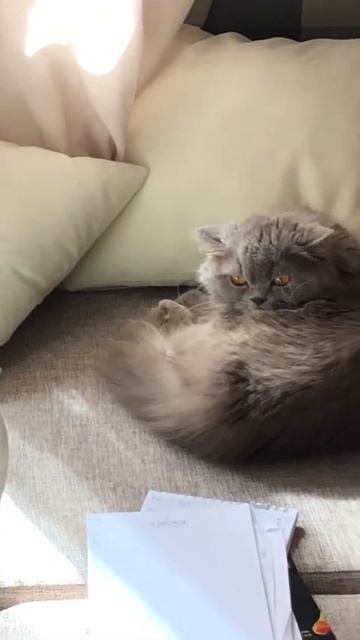Плюшка злится на Ричарда/ злая Кошка / веселые коты смотреть онлайн