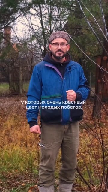 #мойсад #садовник #садоводство #умныйсадовник #садовод #уходзасадом смотреть онлайн