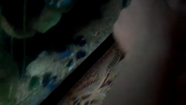 Мой любимый красивый аквариум смотреть онлайн