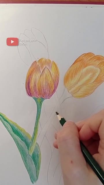 Рисую тюльпаны. #рисование #shorts смотреть онлайн