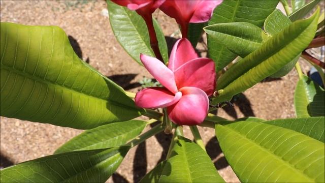 Divine Plumeria Blooming- AZ 9B смотреть онлайн
