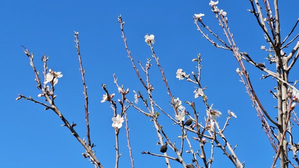 В Провансе уже весна! Приготовим пирожные,пройдемся по саду. 14 февраля 2025