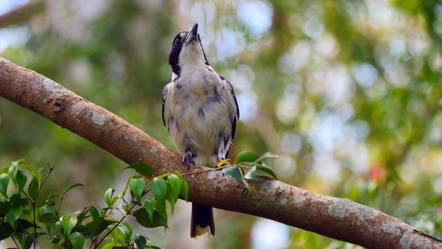 Grey Butcherbird (Cracticus torquatus) / Graurücken Krähenwürger [5] смотреть онлайн