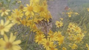 Виды цветов: Какие цветы самые популярные?