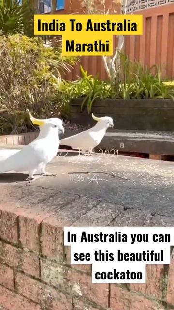 Australian birds | White COCKATOO IN AUSTRALIA | India To Australia Marathi смотреть онлайн