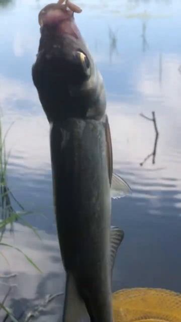 Подлещик на опарыш. смотреть онлайн