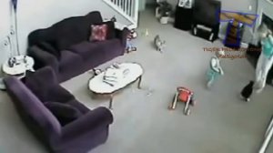 Собаки и кошки защищают детей!