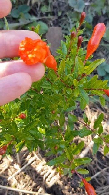 Гранат Карликовый Нана / Zimmerzwerg Granatapfel nana смотреть онлайн