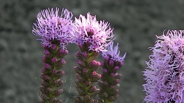 Liatris spicata смотреть онлайн