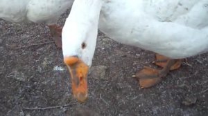 Гуси -гуси га га га есть хотите да да да !