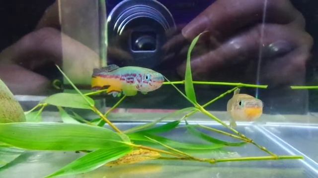 Fundulopanchax amieti 25 Convencion de la Sociedad Española de Killis смотреть онлайн