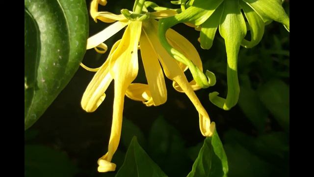 Urban Gardening by Elsa M. Cañete - No Copyright Images of Plants and Flowers Part 4 смотреть онлайн