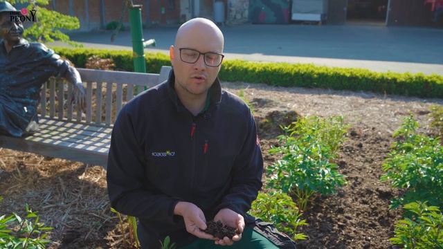 Päonien (Pfingstrosen) richtig düngen! смотреть онлайн