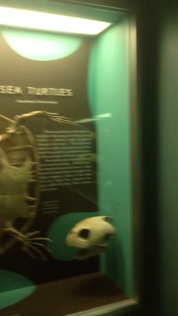 Frogs, toads, land turtles, and giant sea turtle skeletons at Smithsonian смотреть онлайн