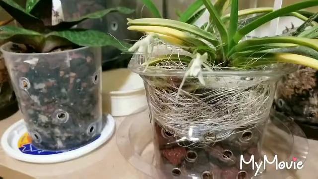 Neof. Falcata Kinroukaku как живет после покупки 21 июля...
