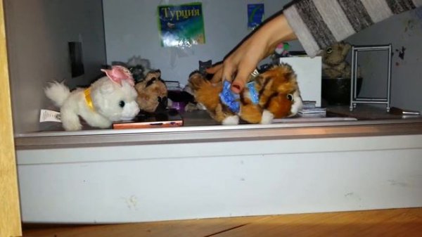 The cat collection приключения в школе☺