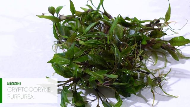 Aquascape Replant and Rescape - EP16 Get Schooled смотреть онлайн