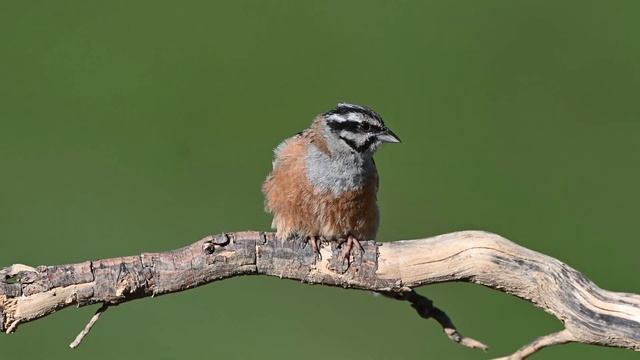 Kaya Çintesi, Kaya Kirazkuşu, Rock Bunting, Emberiza cia, Nikon Z6 ii, Gümüşhane, Osmo Action смотреть онлайн