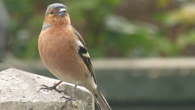 Chaffinch 'rain' song... смотреть онлайн