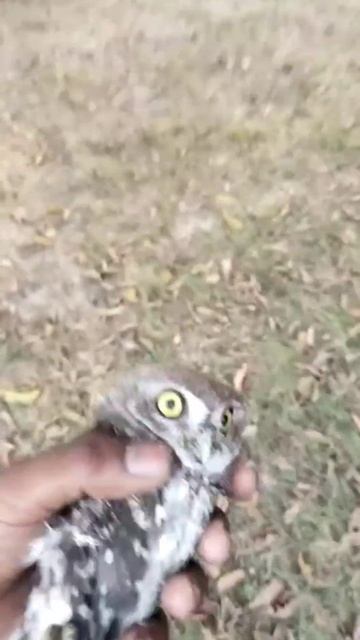 Ullu ka bacha Mila hai смотреть онлайн
