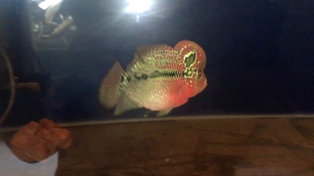 flowerhorn SPS freya смотреть онлайн