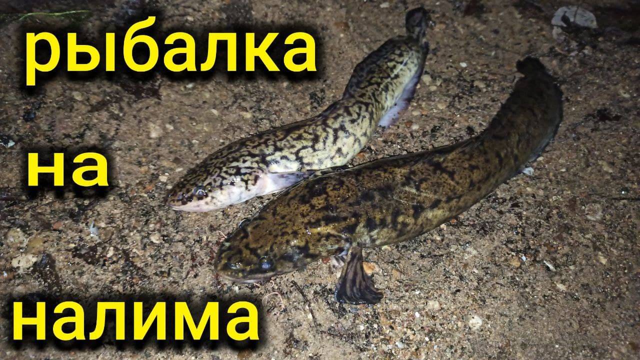 Ловля налима | Оснастка на налима | Рыбалка на донки смотреть онлайн