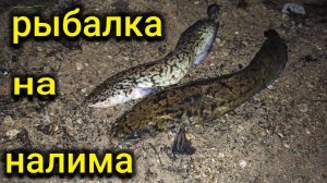 Ловля налима | Оснастка на налима | Рыбалка на донки