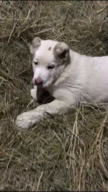 Не хотят играть с ребёнком 😭 | Алабай | Щенок среднеазиатской овчарки смотреть онлайн