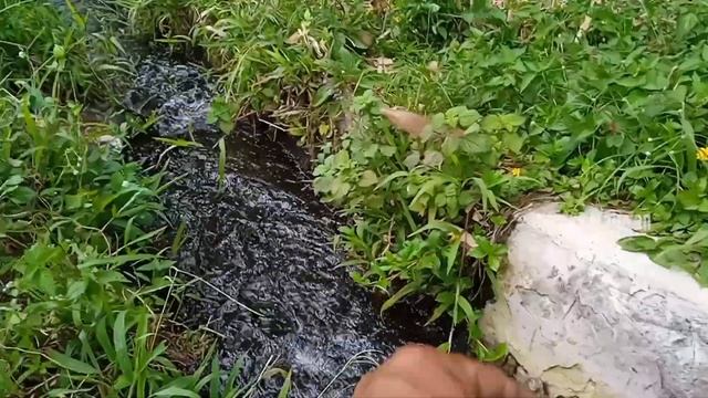 SANGAT MEMBAGONGKAN‼️mancing ikan Uceng di irigasi tengah sawah @ngelurwalesan5059 смотреть онлайн