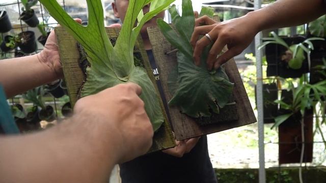 BAGAIMANA MEMBEDAKAN JENIS2 PLATYCERIUM INI AGAR TIDAK SALAH MEMBELI смотреть онлайн