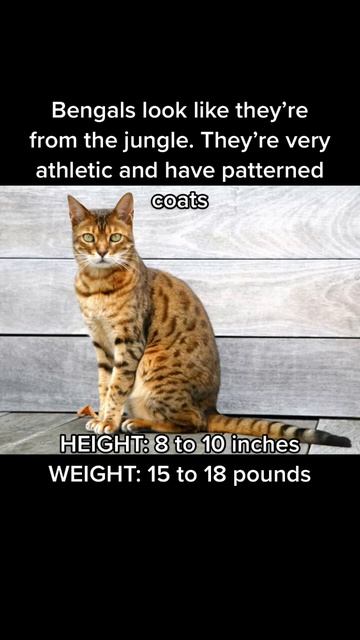 Largest Cat Breeds in the World #shorts #cats #cat смотреть онлайн