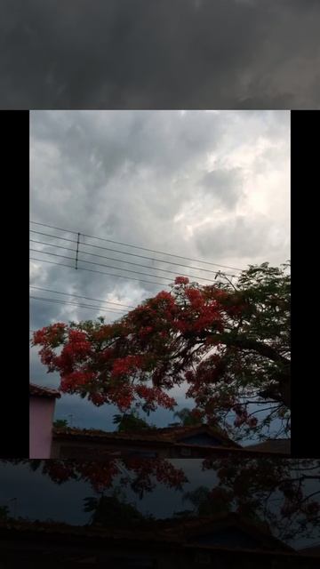 Amo Framboyan .Para não perder minhas fotos fiz um pequeno vídeo para vcs 🙏❤️ смотреть онлайн