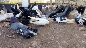 #ТУРМАНЫ #БЕССАРАБСКИЕ #КИЛИЙСКИЕ #ИЗМАИЛЬСКИЕ #вертуны #голуби