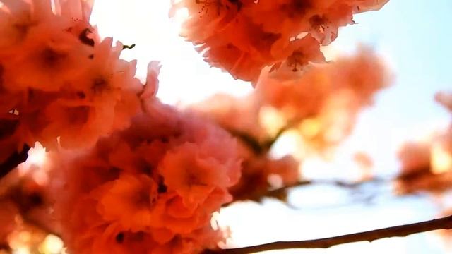 SAKURA смотреть онлайн