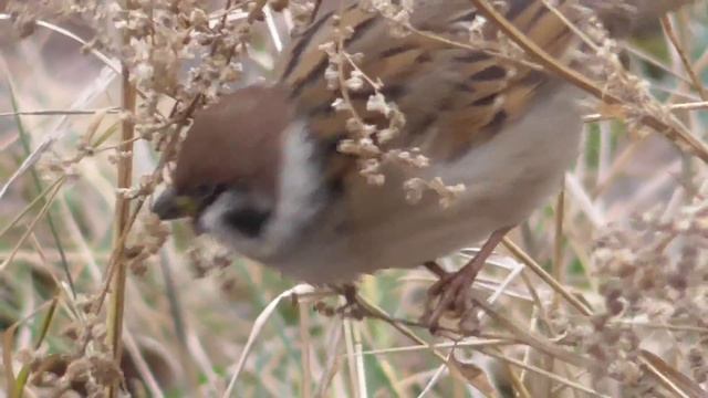 Воробьи поедают полынь. Осень, ноябрь. [Passer Domesticus] [Artemisia]