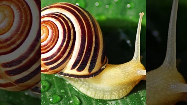 Interesting Facts About Snail, Snail के होते है 14000 Teeth #shorts #backtobasics #snailfacts смотреть онлайн