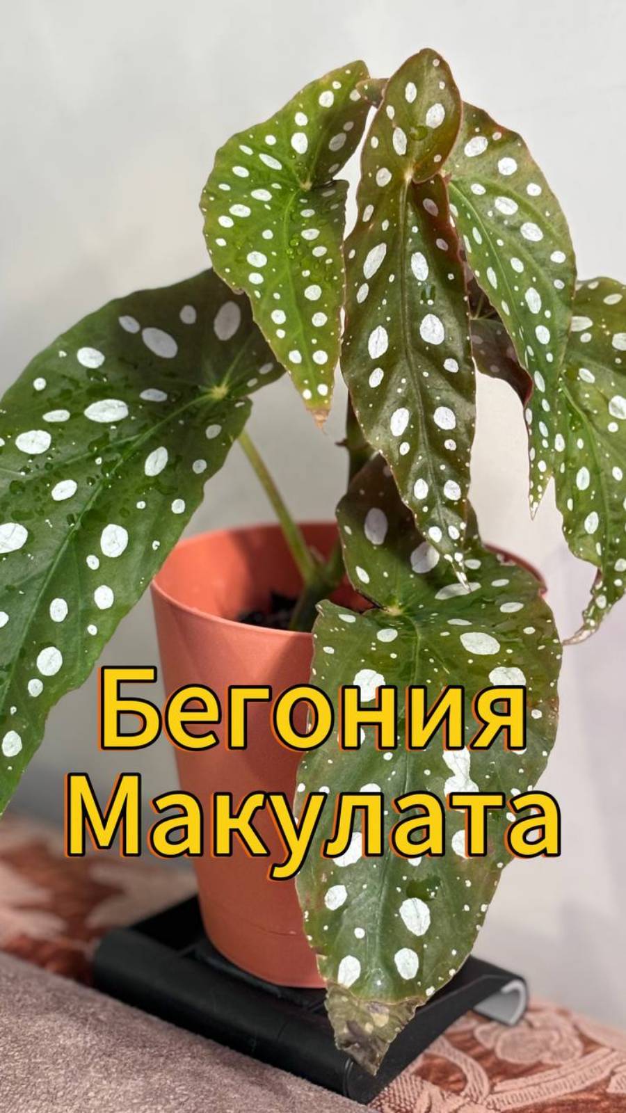 Бегония Макулата смотреть онлайн