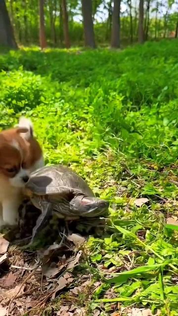 little dog and turtle love #dog #puppy #pets смотреть онлайн